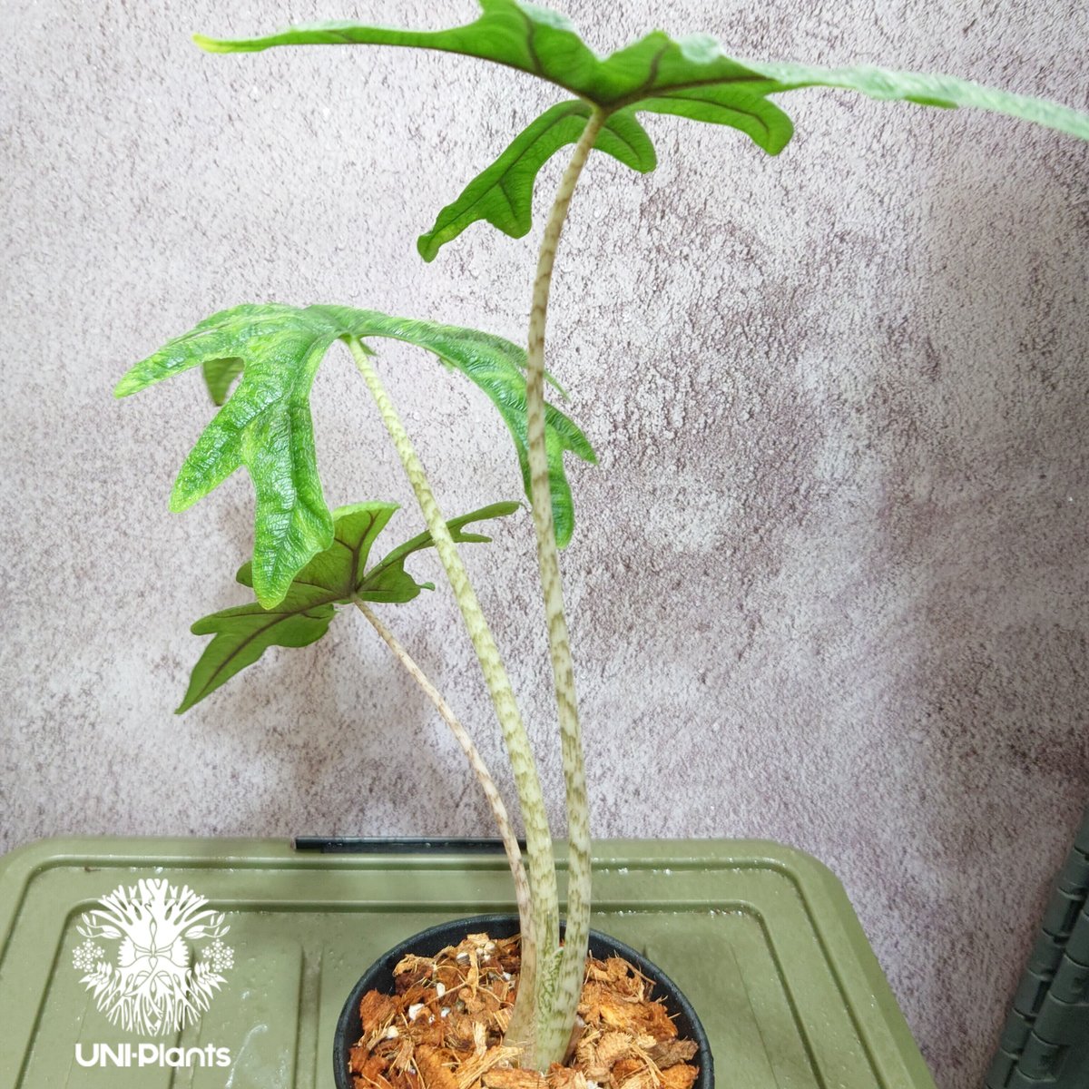 Alocasia Jacklyn アロカシア・ジャクリン - 植物/観葉植物