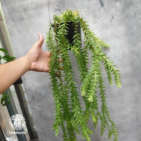 Huperzia spp. フペルジア Phlegmariurus (フレグマリウルス)   観葉植物 珍奇植物 植物 着生植物 インテリア植物 珍しい シダ植物