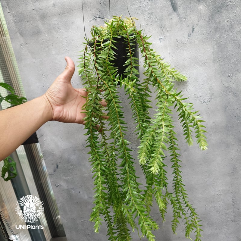 Huperzia spp. フペルジア Phlegmariurus (フレグマリウルス)