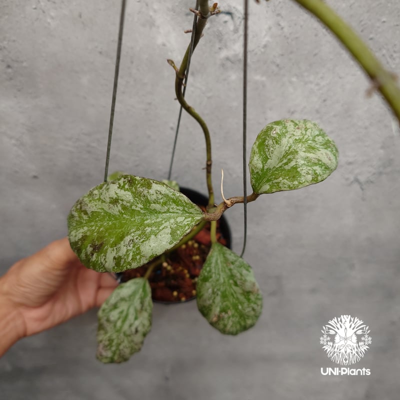 限定1株入荷 Hoya Waymaniae cloudy sky ホヤ ウェイマニアエ クラウ