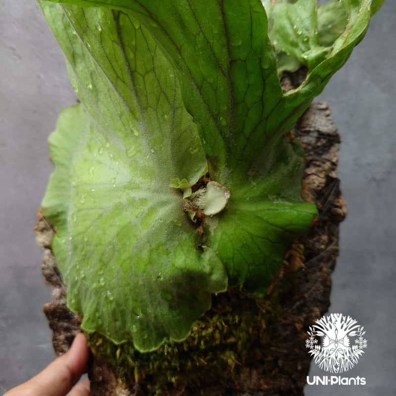 ビカクシダ　ワリチー ビカクシダ・ワリチー(Platycerium wallichii)の胞子(種子