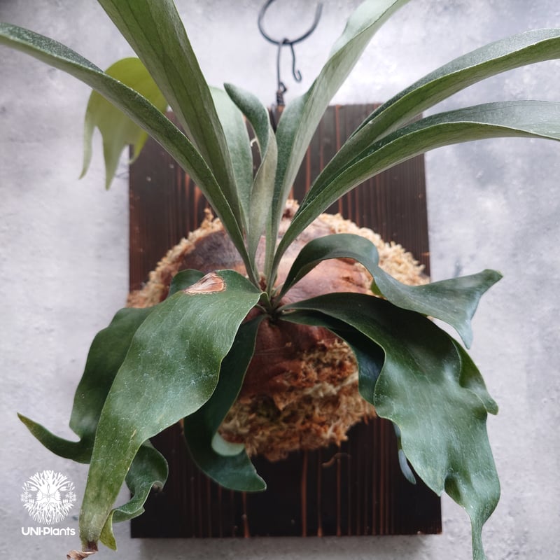 Platycerium sp.(spore) ビカクシダ 品種不明 ビカクシダ子株 シダ植物