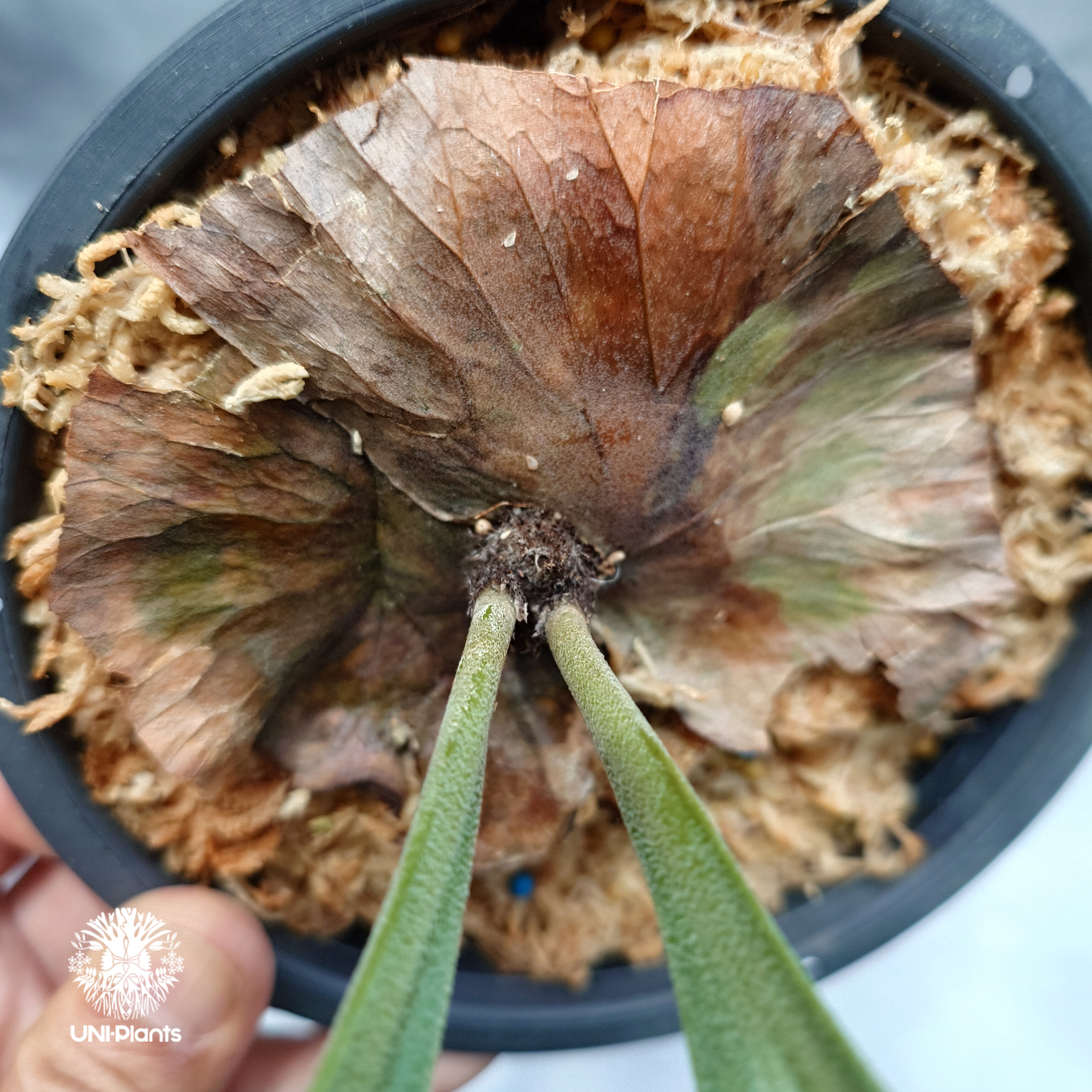 P.alcicorne Madagascar pupバッセイビカクシダ　大株 Platycerium alcicorne var.Madagascar ビカクシダ アルシコ