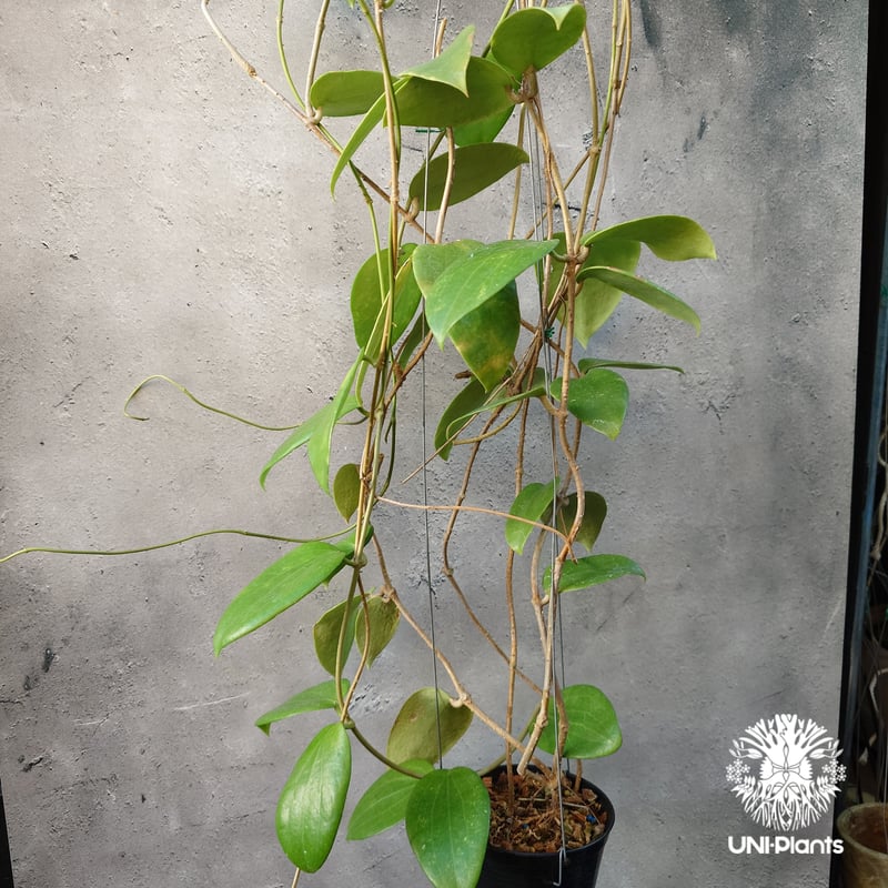 ホヤ アルドリッチ Hoya aldrichii ホヤ植物 ホヤの花 Hoyaplants つ