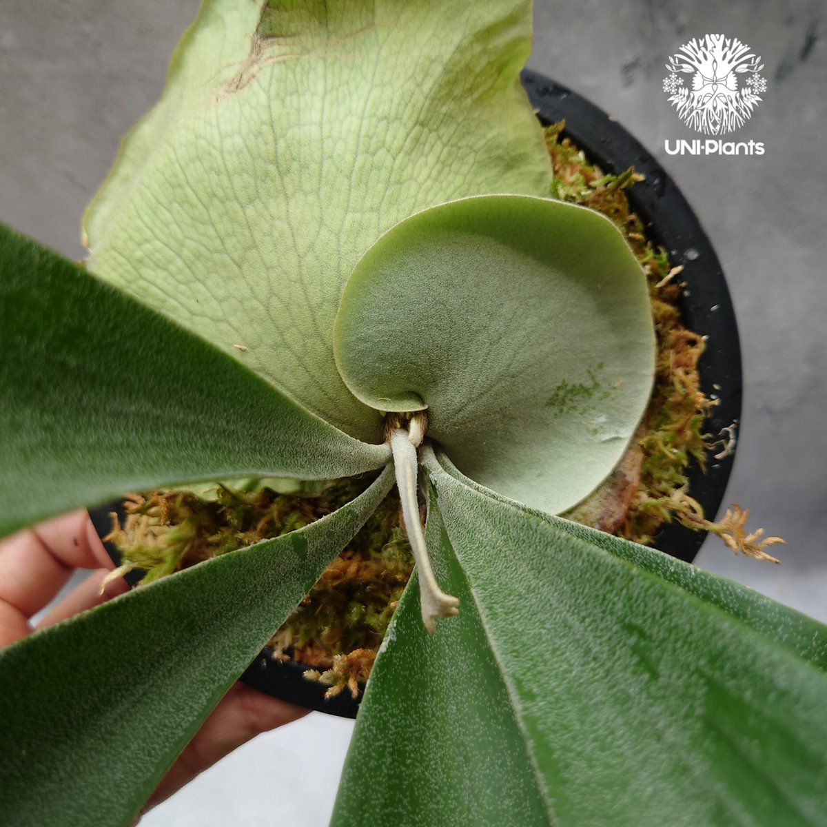 Platycerium Hanabi ビカクシダ コウモリラン platycerium sta