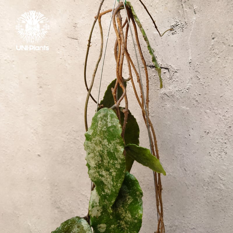 Hoya caudata gold ホヤ カウダータ ゴールド ホヤ植物 珍奇 珍しい