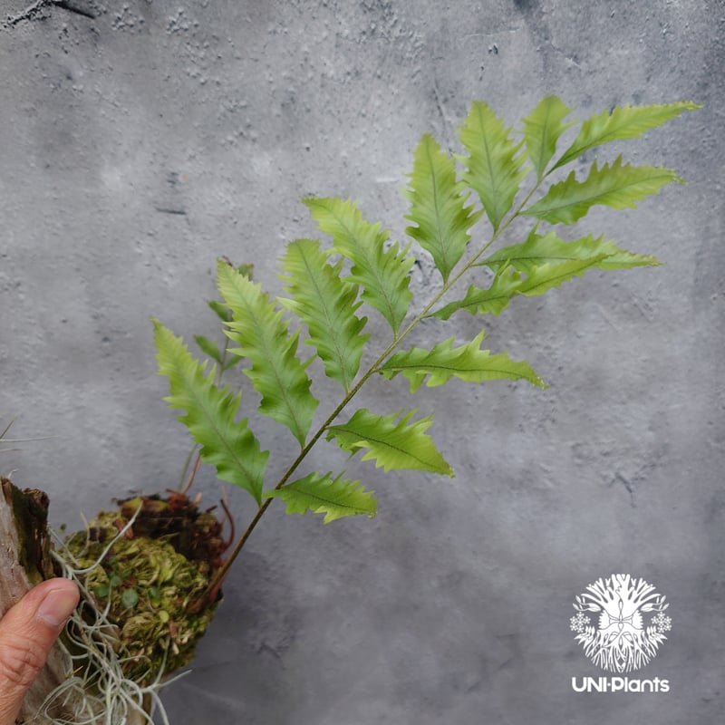 Drynaria rigidula `whitei ドリナリア·リギデュラ'ホワイティ' 流木