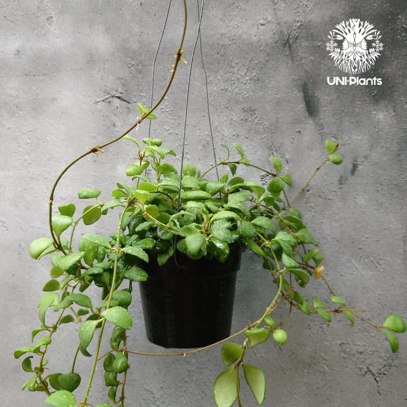 珍種　ホヤ　メデューサ Hoya Medusa サクララン 珍種 ホヤ メデューサ Hoya Medusa サクララン 珍種 ホヤ メデューサ