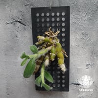 Dendrobium senile デンドロビューム セニレ 着生蘭 着生ラン 蘭の花 Orchid 着生植物