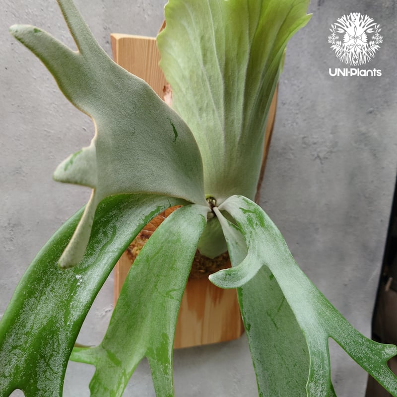 「現品・美株」 willinckii cv.Bali　ウィリンキー 子株付き ビカクシダ ウィリンキーcv.バリ Platycerium willinckii cv.Bal