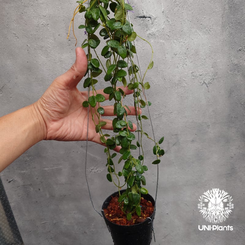 Hoya Pulleana ホヤプレナ ホヤ植物 ホヤの花 Hoya plants 希少 レア