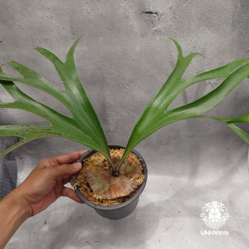 オリジナル UNEUNE alcicorne Madagascar ビカクシダ Platycerium alcicorne var.Madagascar ビカクシダ アルシコ
