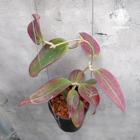 Hoya Potsii borneo red leaves ホヤ ポティシィ  ボルネオ ホヤ植物 ホヤの花 Hoya plants 希少 レア つる性植物