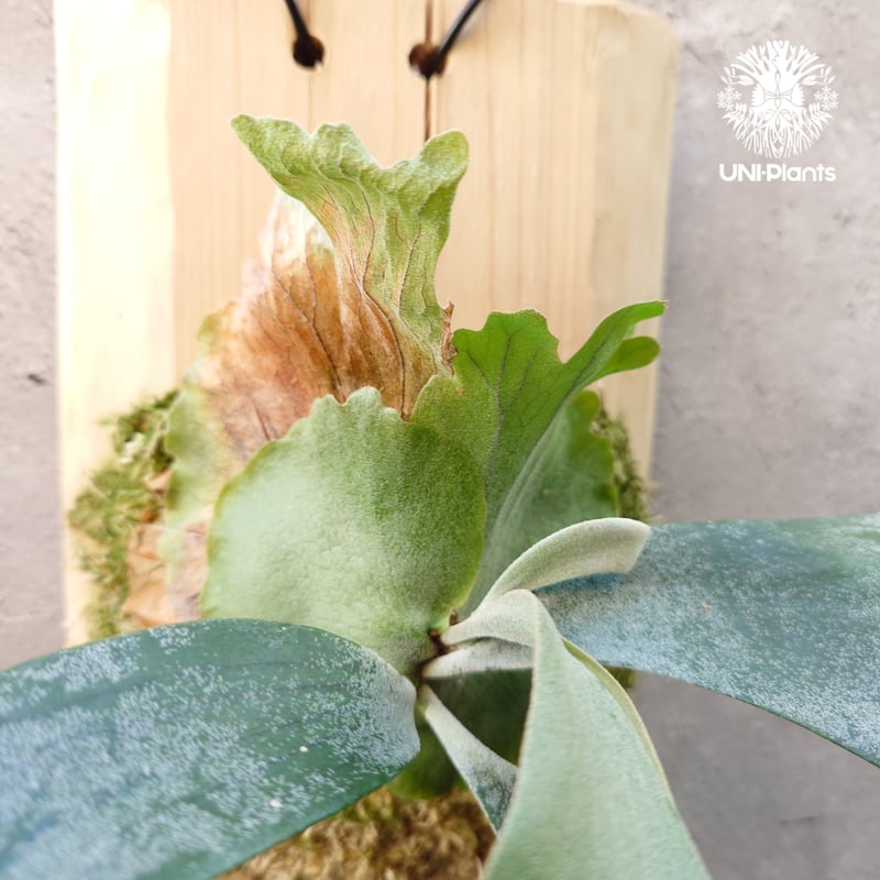 Platycerium willinckii wild East Java (pup) ビカク