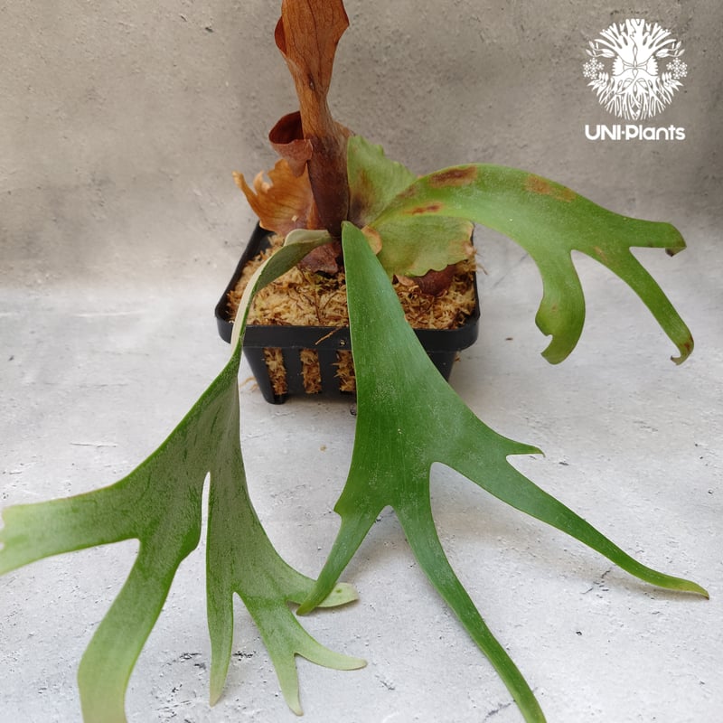 Platycerium willinckii Unknown #2 ビカクシダ ウィリンキー