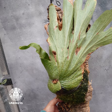 Platycerium wandae wild ビカクシダ ワンダエ ワイルド株  ビカクシダ原種 シダ植物 ビカクシダコルク付け