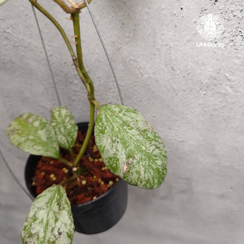 限定1株入荷 Hoya Waymaniae cloudy sky ホヤ ウェイマニアエ クラウ