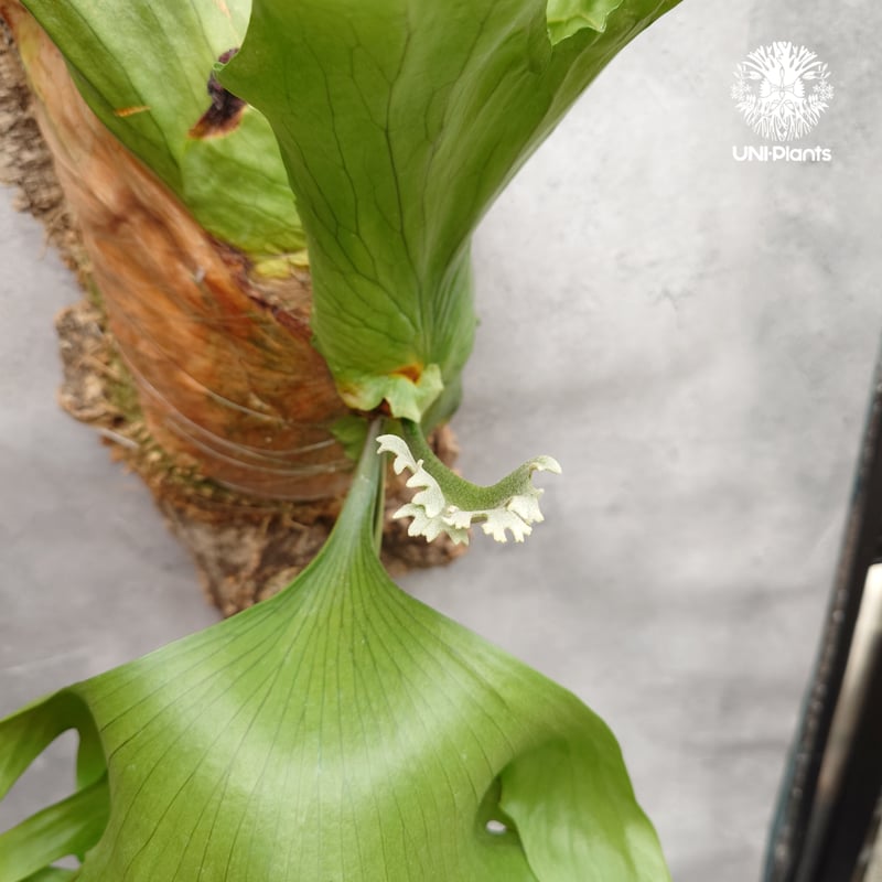 Platycerium coronarium Thin ビカクシダ コロナリウム シン ビカク