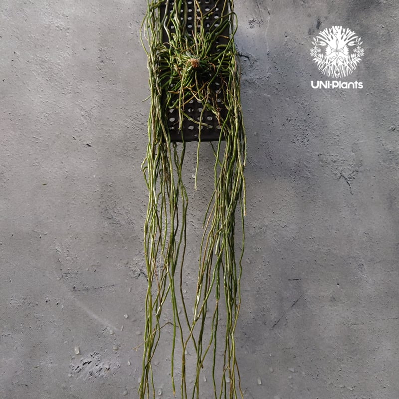 Chiloschista spp. Suphanburi キロスキスタ `スパンブリ` 着生