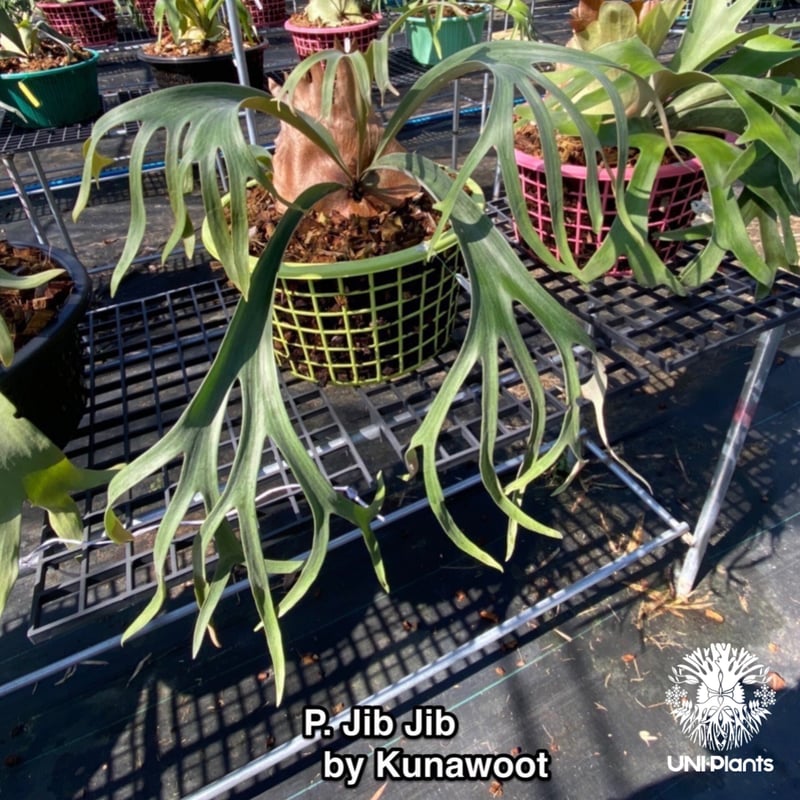 ビカクシダ　P.Willinckii cv. Coral pup P.Willinckii cv. Coral (Sporelings) 【artPLANTs】ビカクシダ