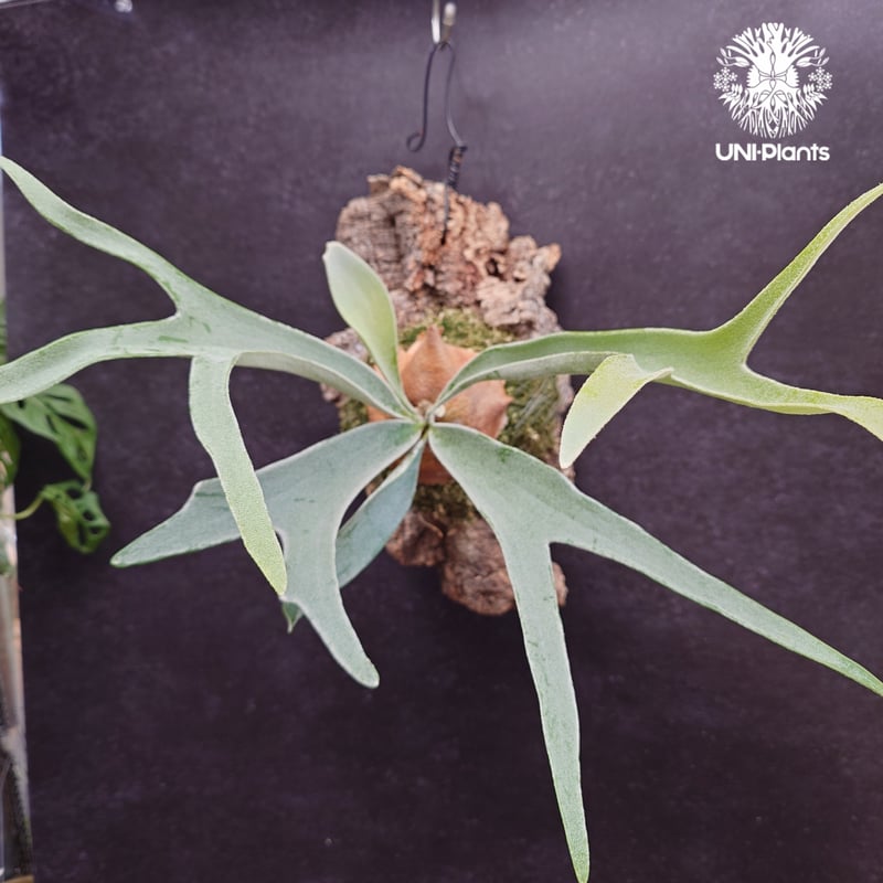 ビカクシダ ベイチー(子株) Platycerium veitchii(pup) コウモリラン