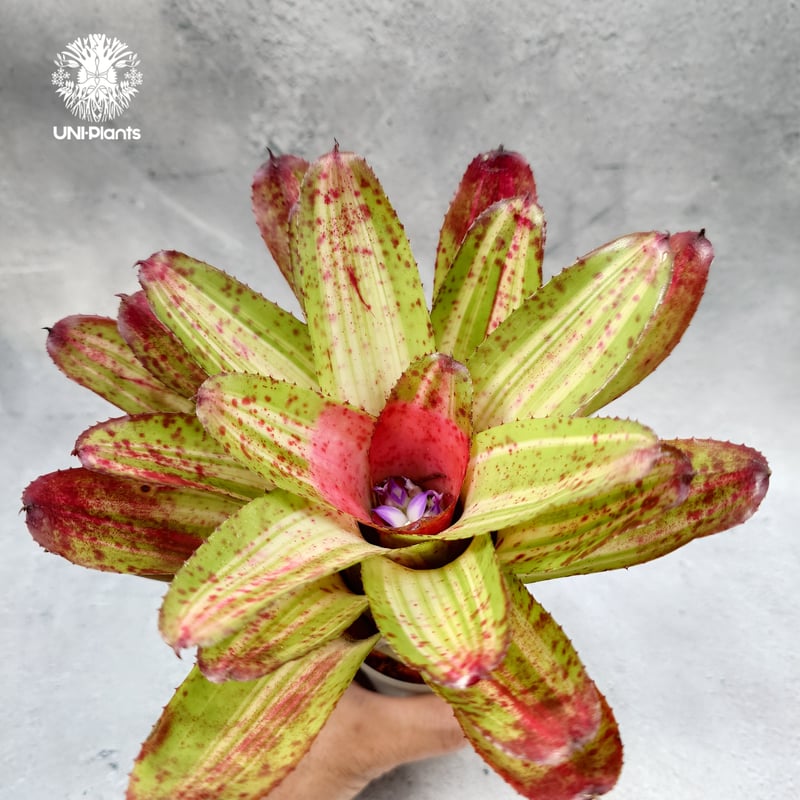 Neoregelia Chili verde ネオレゲリア Neoregelia ブロメリア科