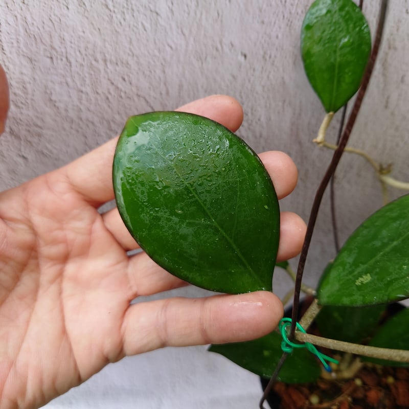 Natalia　ホヤ Hoya cv. Nathalie ホヤ cv.ナタリー ホヤ植物 希少なホヤ植物
