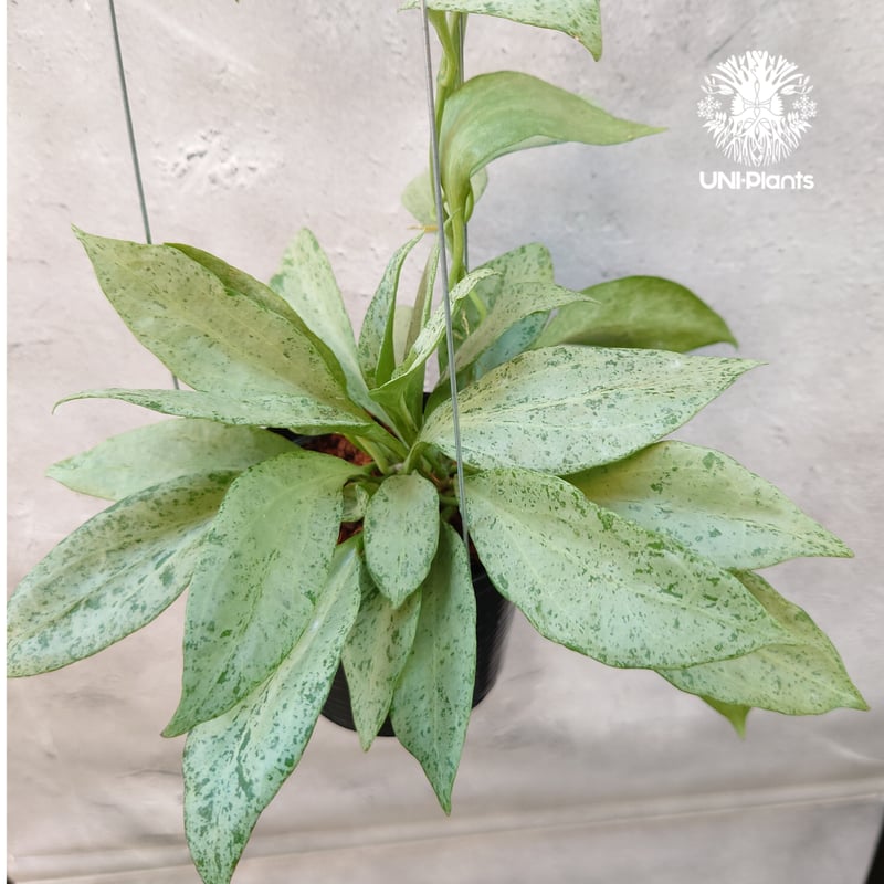 ホヤ ニューギニアゴースト Hoya New guinea ghost 希少 ホヤ植物 希少