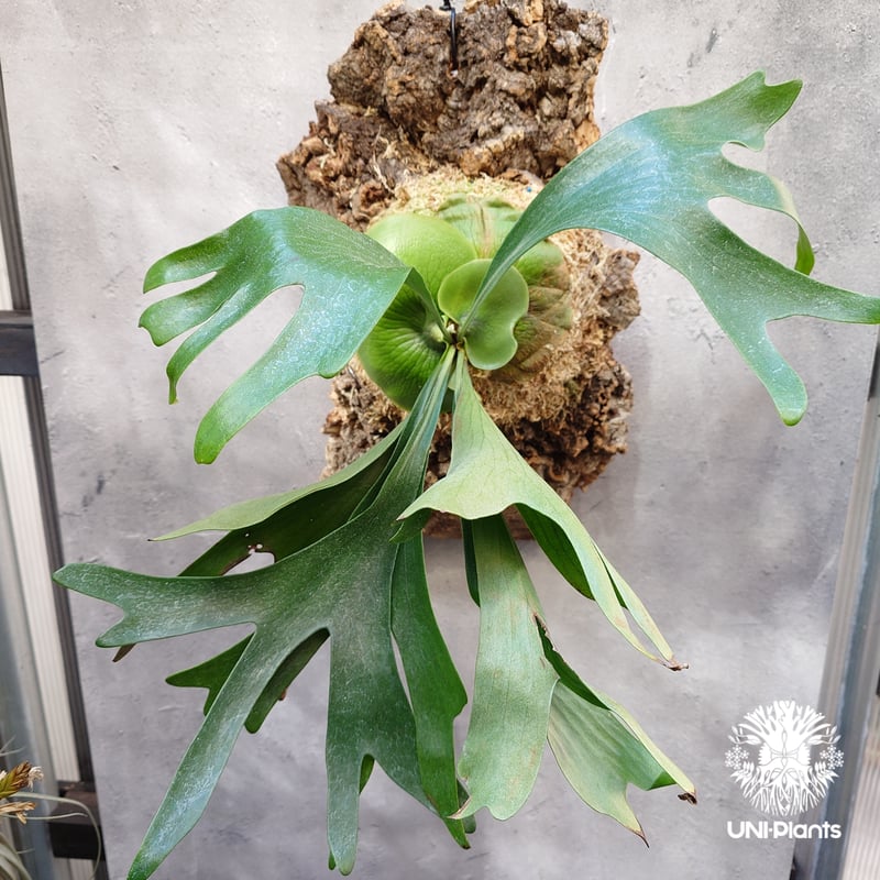 Platycerium Moose(P.hillii × P.alcicorne) ビカクシダ