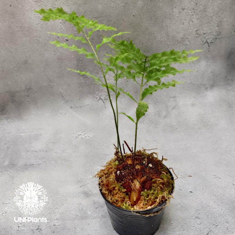 Drynaria rigidula `whitei' ドリナリア·リギデュラ'ホワイティ' 観