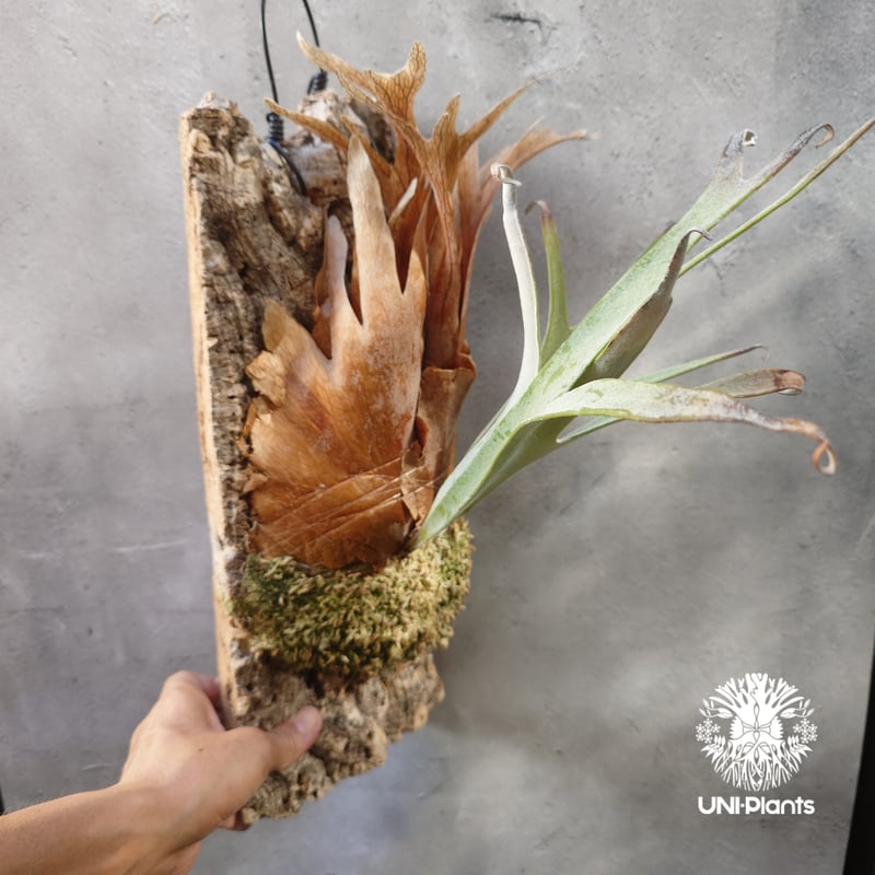 ビカクシダ　Neguse pup ビカクシダ Neguse pup