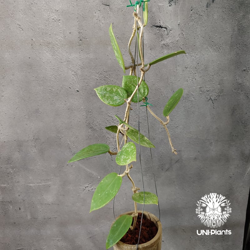 Hoya Parasitica Heart Leaves Splash ホヤ パラシティカ ハ
