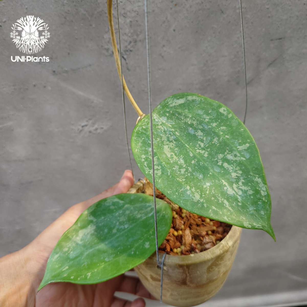 レア　ホヤ　Hoya latifolia ' Queen'サクララン Hoya latifolia Snow Queen（M） ホヤ ラティフォリア スノー