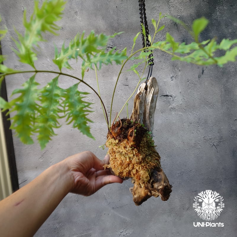 Drynaria rigidula `whitei ドリナリア·リギデュラ'ホワイティ' 流木