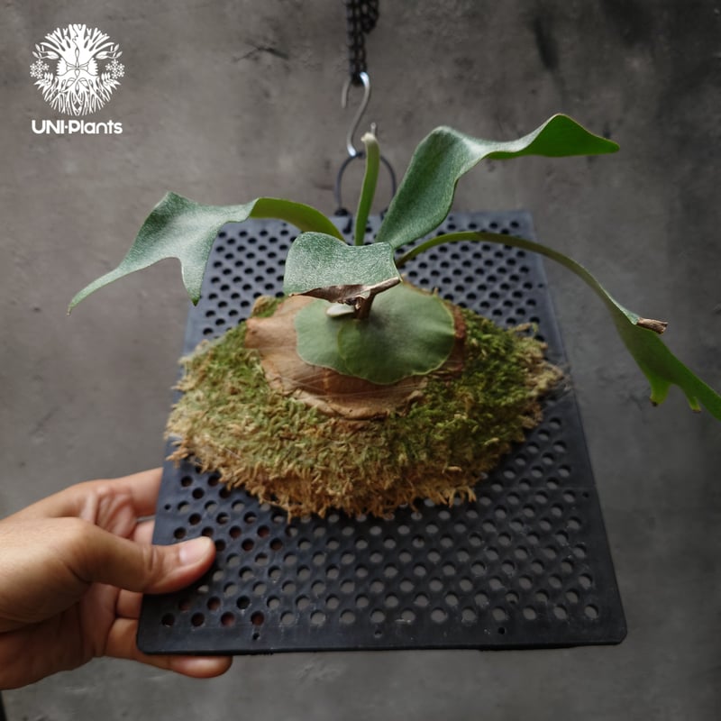 ビカクシダ オラモ 子株 親株 ビカクシダ オラモ ORAMO veitchii