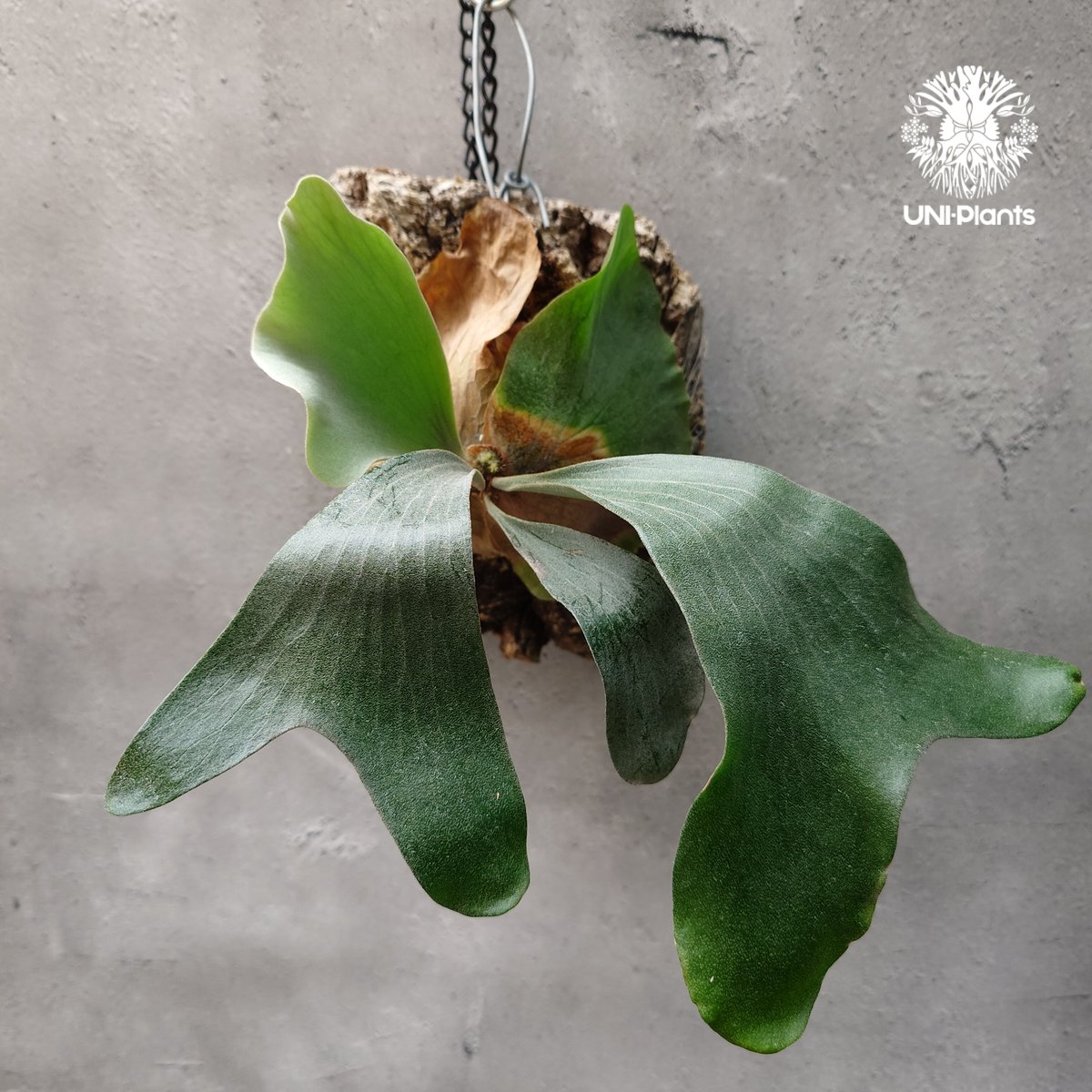 ビカクシダ ダイバーシフォリウム X エレファントティス Platycerium