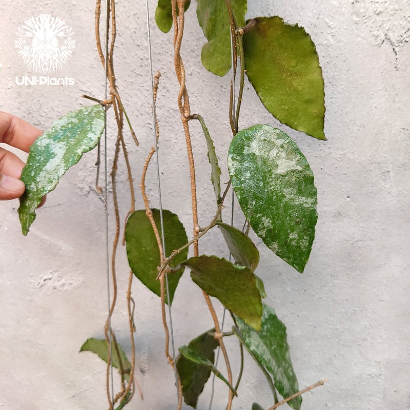 Hoya caudata gold ホヤ カウダータ ゴールド ホヤ植物 珍奇 珍しい
