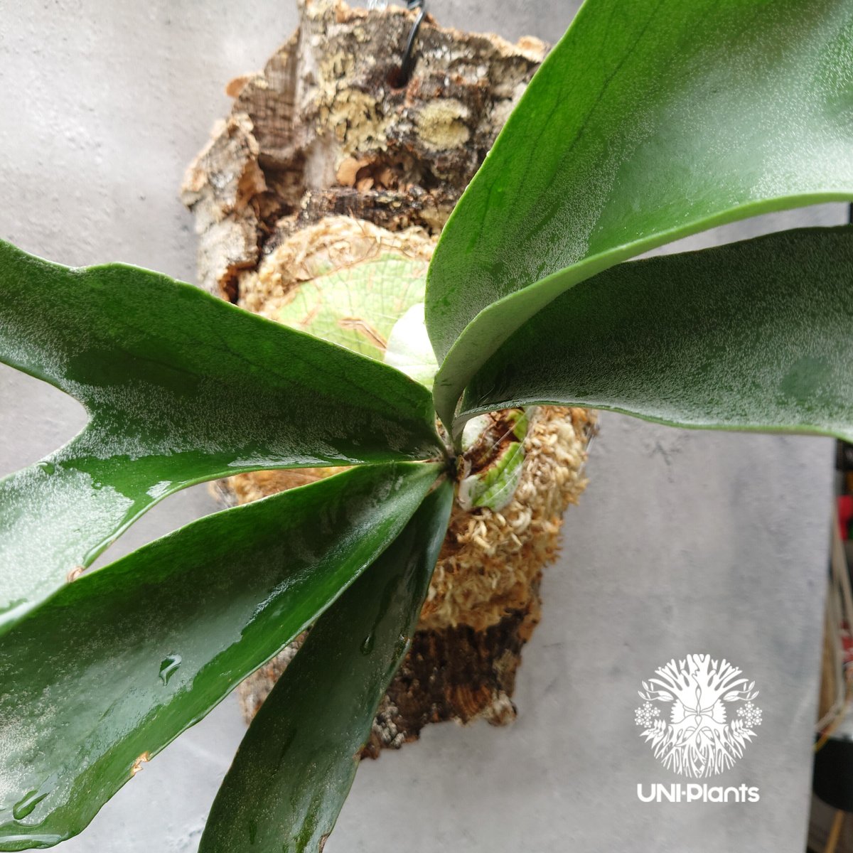 初入荷!ビカクシダ ベイチー シルバーフロンド Patycerium veitchii cv