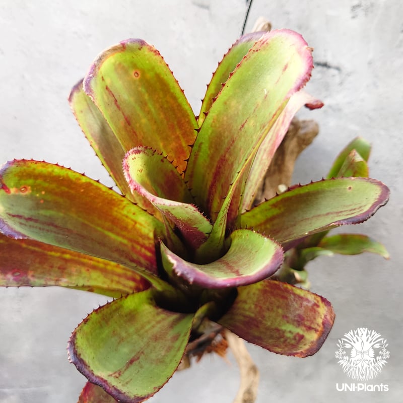 Aechmea nudicaulis エクメア ヌディカウリス 流木付け タンクブロメリ