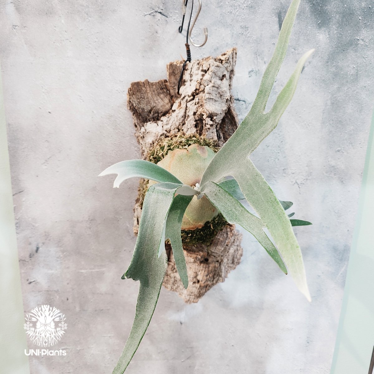 国内繁殖株・一点物】Patycerium veitchii wild | ビカクシダ ベイチ