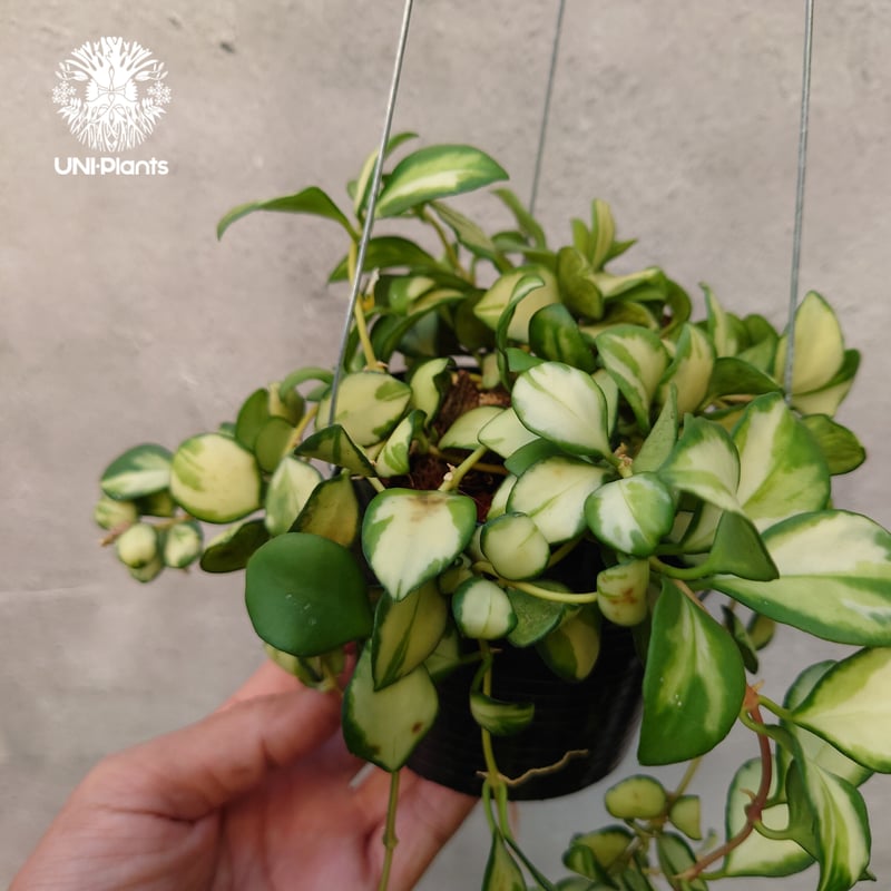 ホヤ ヘウスケリアナ バリエガータ Hoya Heuschkeliana
