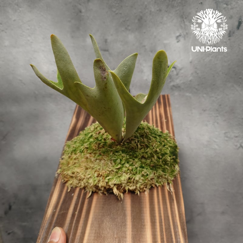 P. Willinckii dwarf Tatsuta, P. Pegasus, P. ve