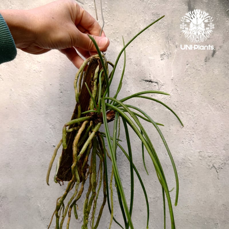 着生ラン　セイデンファデニア　ミトラタ　板付 セイデンファデニア ミトラタ ラン 板づけ ワイルド インテリア