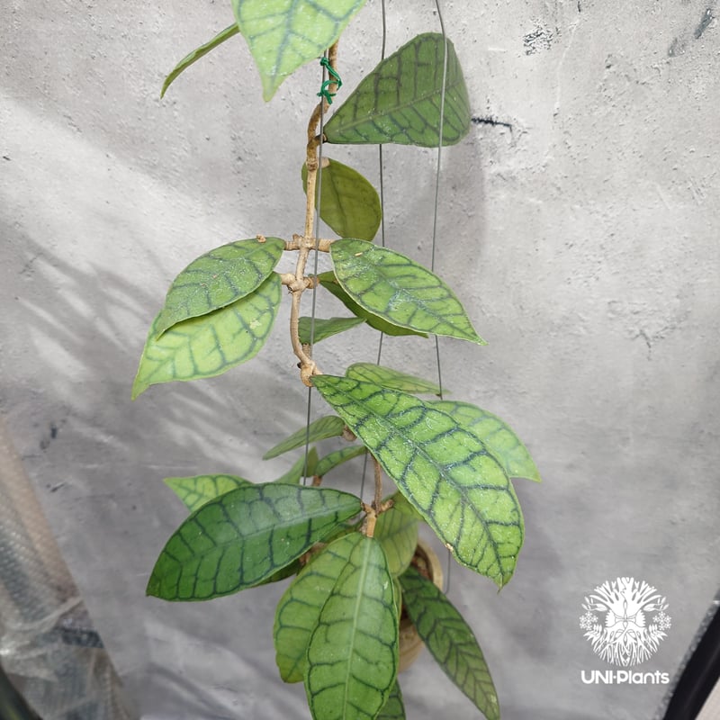 ホヤ カリストフィラ Hoya callistophylla Hoya plants ホヤ植