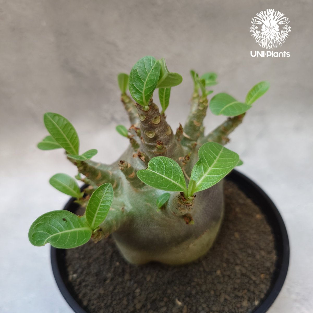 Adenium arabicum Dwarf “ BLACK ” アデニウム アラビカム ドワ