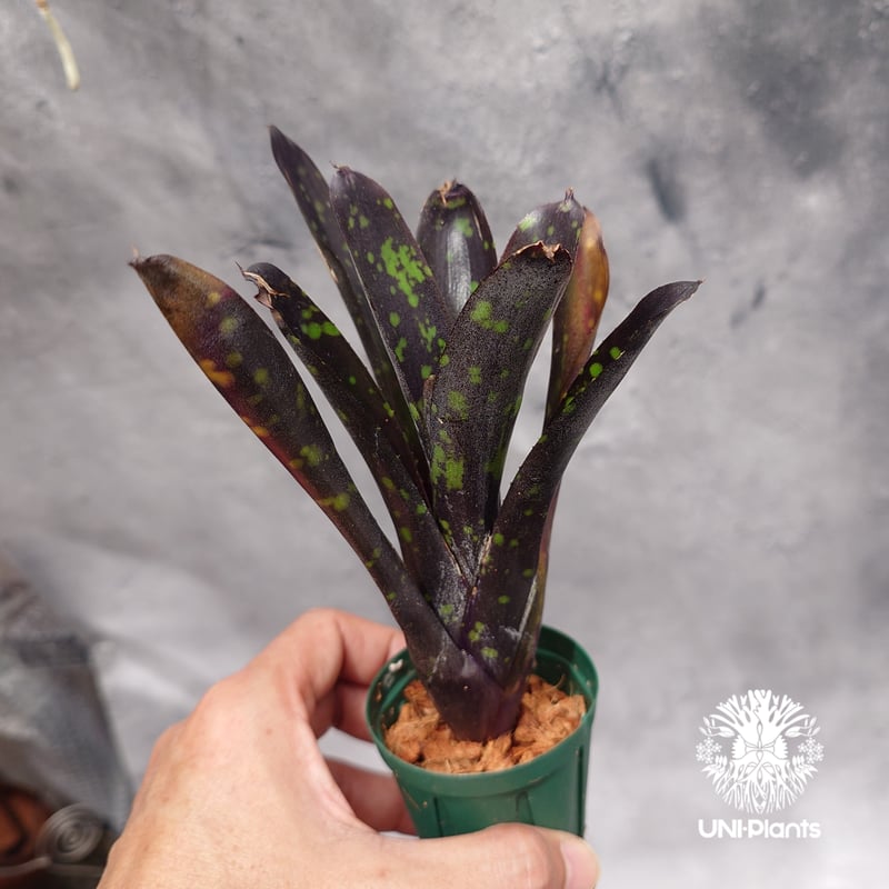 Neoregelia Nosferatu ネオレゲリア ノスフェラトゥ Neoregelia