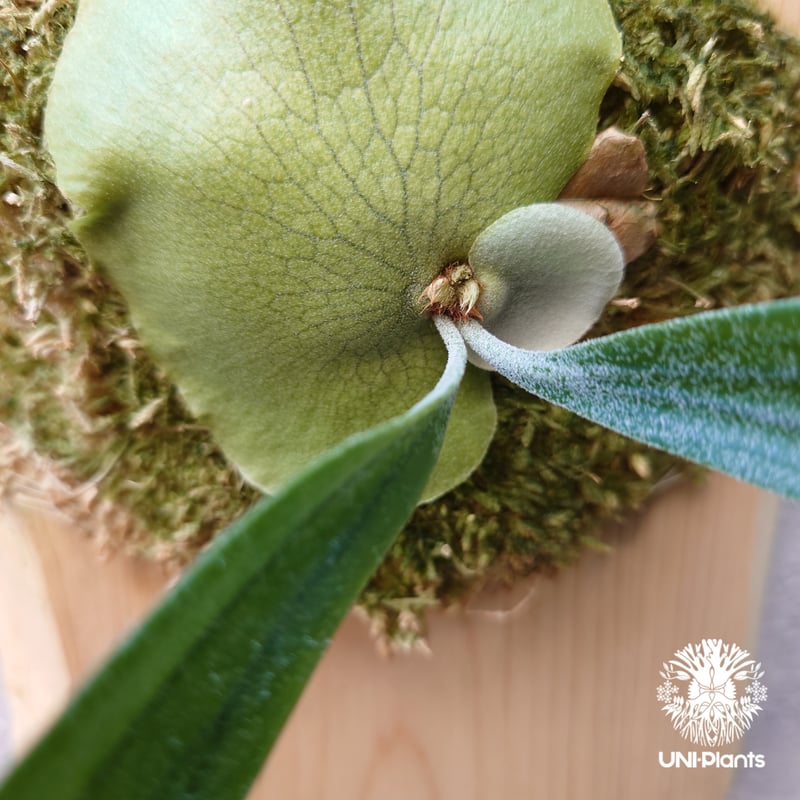 Platycerium willinckii cv.Zion(pup) ビカクシダ ウィリンキ