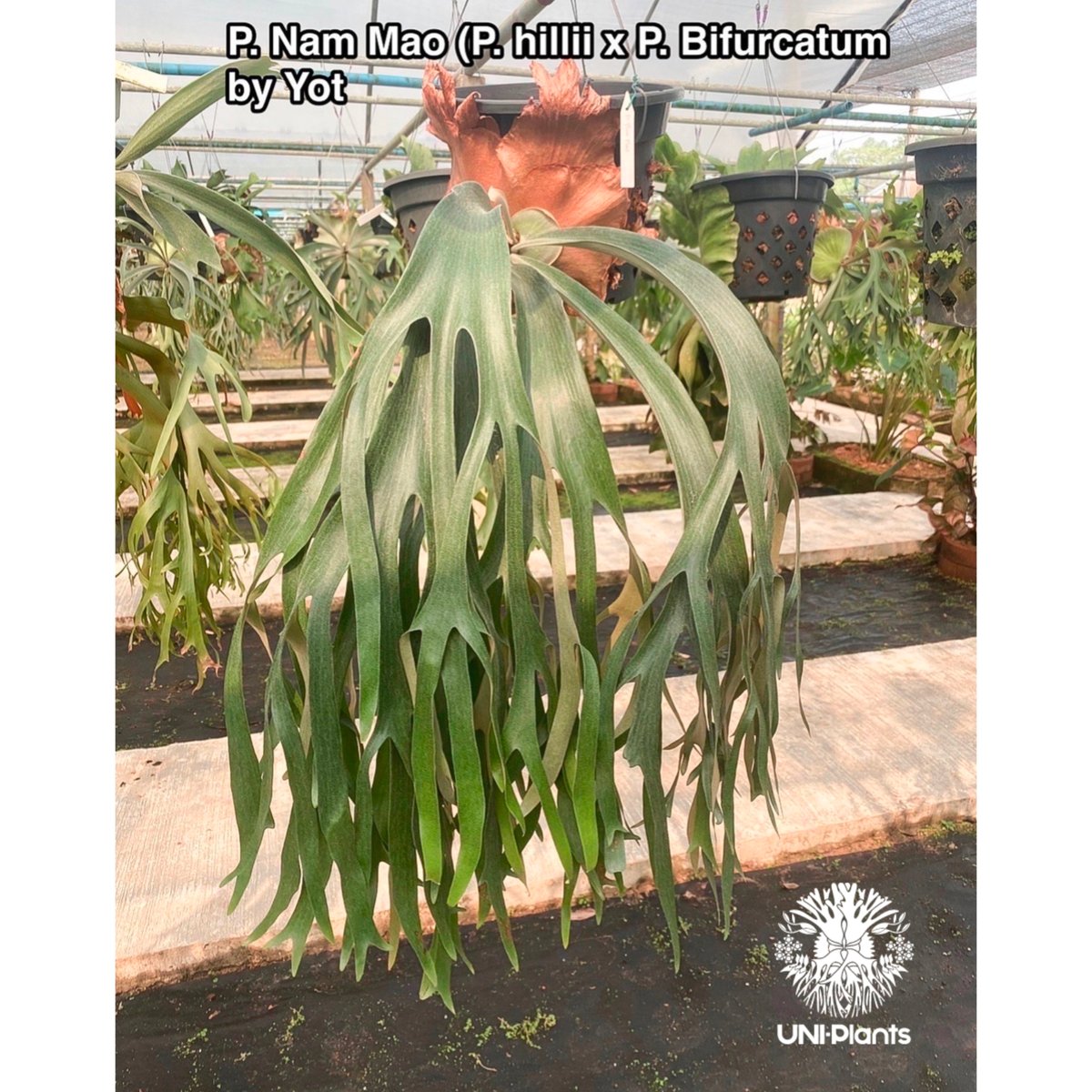Platycerium Nam Mao(pup) ビカクシダ ナーム マオ(子株) ビカクシダ