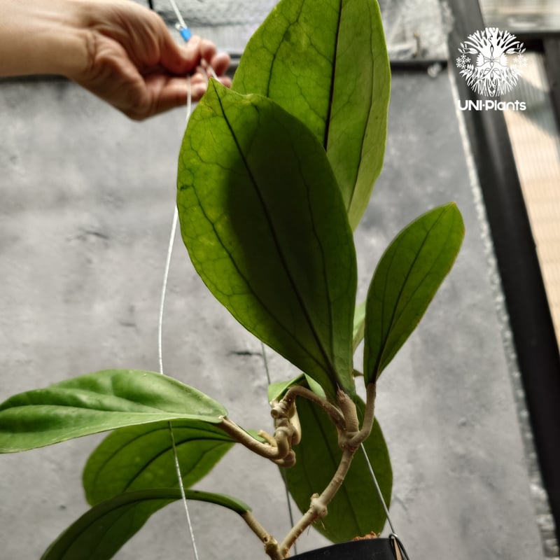 Hoya Lambii ホヤ ランビー ホヤ植物 ホヤの花 Hoya Plants 珍しい 希