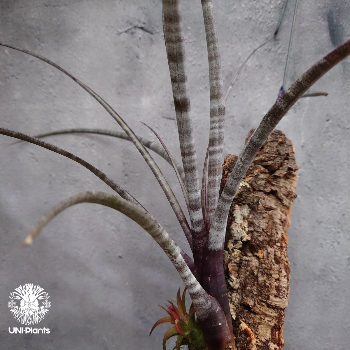 Tillandsia hildae チランジア ヒルダエ インテリア植物 エアー